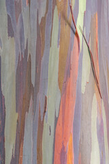 Eucalyptus deglupta is a species of tall tree,  the rainbow eucalyptus, Mindanao gum, or rainbow gum that is native to the Philippines, Indonesia, and Papua New Guinea. Dole Plantation, Oahu, Hawaii
