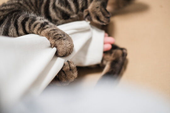 腕を掴んで蹴る猫