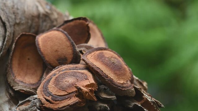 Knema angustifolia (Roxb.) Warb.wood dried slices on natural background.