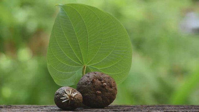 Dioscorea bulbifera heads and leaf on natural background.