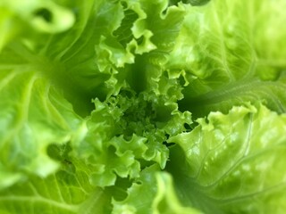 Fresh green lettuce close-up. Green fresh background. Banner. selective focus