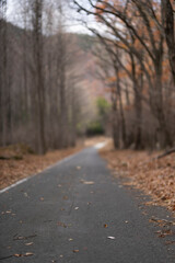 秋の終わりの林道