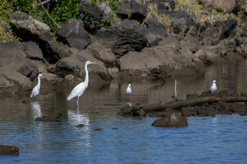 birds wading in the shallow waters of a river