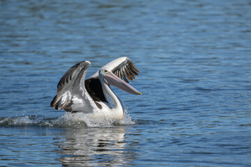 Australian pelican on a Queensland river