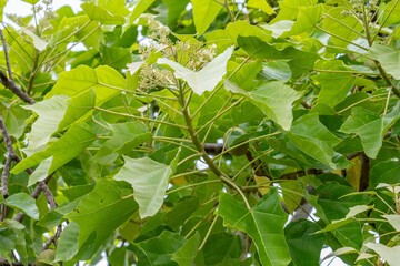 Dole Plantation, Oahu, Hawaii，Aleurites moluccanus, the candlenut, flowering tree in the spurge family, Euphorbiaceae, candleberry, Indian walnut, kemiri, varnish tree, nuez de la India, buah keras, 