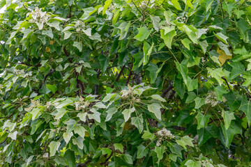 Obraz premium Dole Plantation, Oahu, Hawaii，Aleurites moluccanus, the candlenut, flowering tree in the spurge family, Euphorbiaceae, candleberry, Indian walnut, kemiri, varnish tree, nuez de la India, buah keras, 