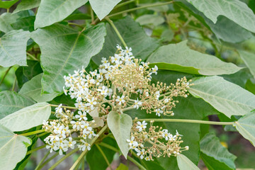 Dole Plantation, Oahu, Hawaii，Aleurites moluccanus, the candlenut, flowering tree in the spurge family, Euphorbiaceae, candleberry, Indian walnut, kemiri, varnish tree, nuez de la India, buah keras, 