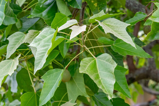 Dole Plantation, Oahu, Hawaii，Aleurites moluccanus, the candlenut, flowering tree in the spurge family, Euphorbiaceae, candleberry, Indian walnut, kemiri, varnish tree, nuez de la India, buah keras, 