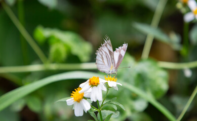 white butterfly on a flower