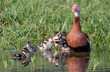 Black-bellied whistling ducks (Dendrocygna autumnalis) female with ducklings resting at the water...