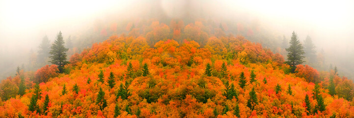 Autumn Fall Maple and Pine Trees with Fog on Mountainside Panoramic View