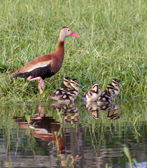 Black-bellied whistling ducks (Dendrocygna autumnalis) female with ducklings resting at the water...