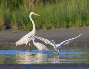Snowy egrets (Egretta thula) hunting in a lagoon with open wings, next to the great egret (Ardea alba), Galvseton, Texas, USA.