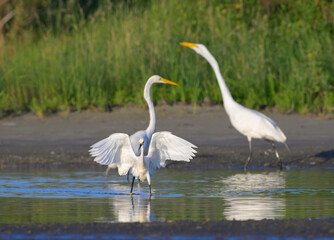 Snowy egrets (Egretta thula) hunting in a lagoon with open wings, next to the great egret (Ardea alba), Galvseton, Texas, USA.