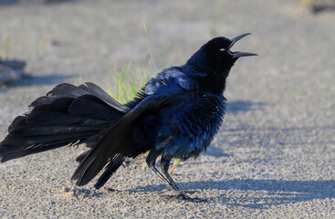 Great-tailed grackle (Quiscalus mexicanus) male displaying and calling at the ocean beach, Galveston, Texas, USA.