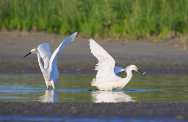 Snowy egrets (Egretta thula) hunting in a lagoon with open wings, Galvseton, Texas, USA.