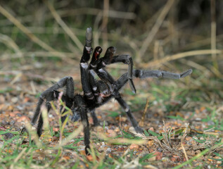 Texas brown tarantula (Aphonopelma hentzi) male in defensive posture on the ground, Bastrop County, Texas, USA.