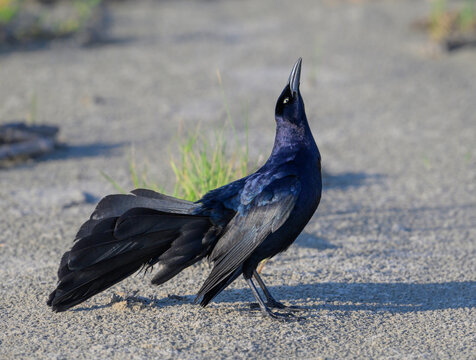 Great-tailed grackle (Quiscalus mexicanus) male displaying and calling at the ocean beach, Galveston, Texas, USA.