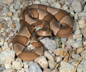 Broad-banded copperhead (Agkistrodon laticinctus), Bastrop County, Texas, USA.