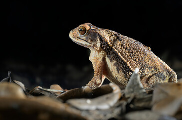 Gulf Coast Toad (Incilius nebulifer) at night, Bastrop County, Texas, USA.