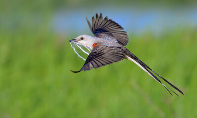 Scissor-tailed flycatcher (Tyrannus forficatus) flying with a piece of rope collected as the nesting material, Galveston, Texas, USA.