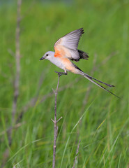 Scissor-tailed flycatcher (Tyrannus forficatus) balancing with open wings on a stick under wind in the coastal wetlands, Galveston, Texas, USA.