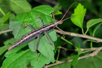 Southern Two-striped Walkingstick insect (Anisomorpha buprestoides) female, Galveston, Texas, USA.