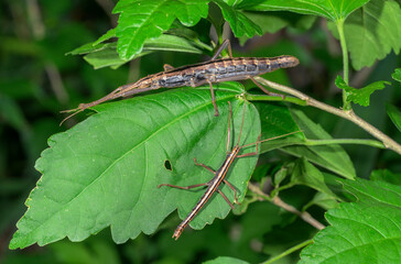 Southern Two-striped Walkingstick insect (Anisomorpha buprestoides) female, Galveston, Texas, USA.