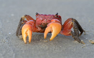 Squareback marsh crab (Armases cinereum) at the ocean beach, Galveston, Texas, USA.