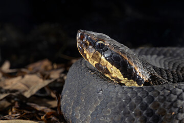 Cottonmouth, also known as water moccasin (Agkistrodon piscivorus) close-up, Houston area, Texas, USA.