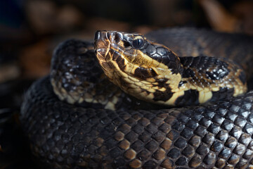 Cottonmouth, also known as water moccasin (Agkistrodon piscivorus) close-up, Houston area, Texas, USA.