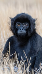 Fototapeta premium Captivating Close Up of a Spectacular Black Monkey with Mesmerizing Eyes in its Natural Habitat Among Tall Dry Grasses