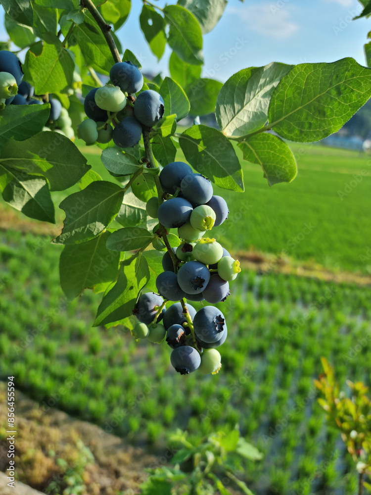 Wall mural highbush blueberry plant with fruits