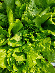 green lettuce plants in growth at field
