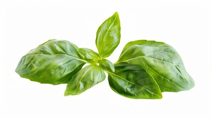 Fototapeta premium Fresh organic basil leaves isolated on white background Basil leaves with clipping path : Generative AI