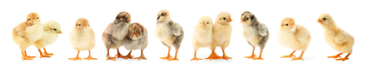Cute fluffy chicks on white background. Baby animals