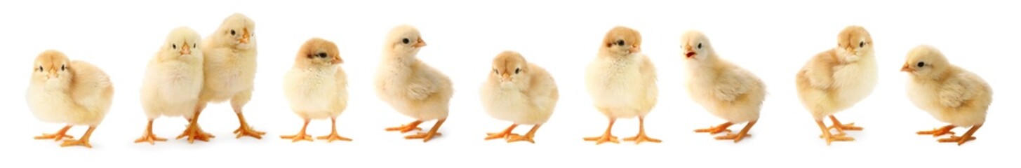 Obraz premium Cute fluffy chicks on white background. Baby animals