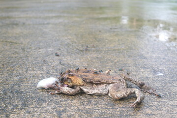Closeup of dead toad hit or crushed by a vehicle wheel on the road .