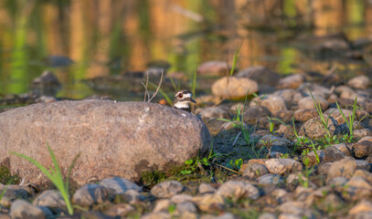 Killdeer peeking from behind a rock.