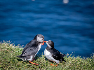 Two Atlantic Common Puffins Birds