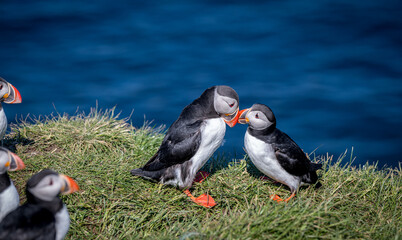 Two Atlantic Common Puffins Birds