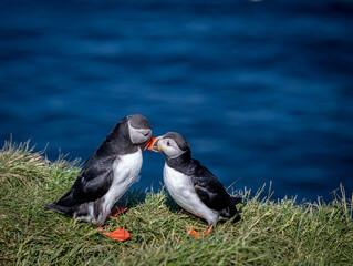 Two Atlantic Common Puffins Birds