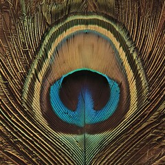 Obraz premium peacock feather texture. Peafowl feather background, pavo real