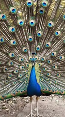 Obraz premium proud peacock, pavo real