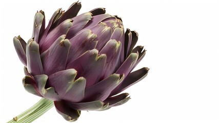 fresh artichoke on white background 3 : Generative AI