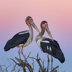 Fototapeta premium Marabou storks standing in a dry dead tree, twilight light and clear sky 