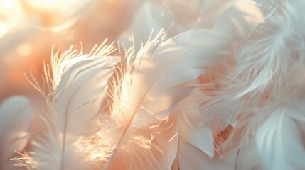 White feathers illuminated by warm, soft sunlight, creating a dreamy and delicate visual effect perfect for ethereal and calming themes.