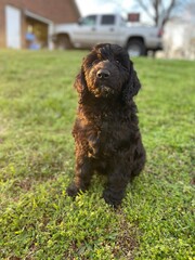 Fototapeta premium dog in the grass