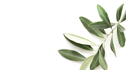 olive with leaf isolated white background : Generative AI