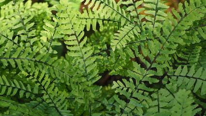 The Butchart Gardens